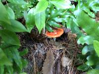 Amanita muscaria image