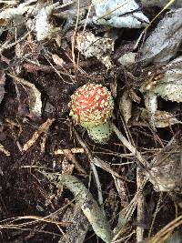 Amanita muscaria image