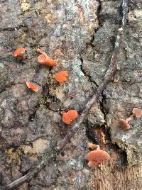 Favolaschia calocera image