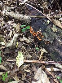 Favolaschia calocera image