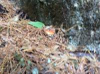 Amanita muscaria image