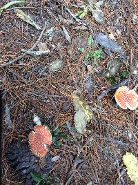 Amanita muscaria image