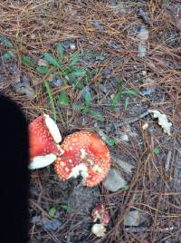 Amanita muscaria image