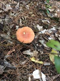 Amanita muscaria image