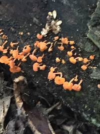 Favolaschia calocera image