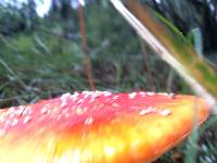 Amanita muscaria image