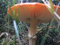 Amanita muscaria image