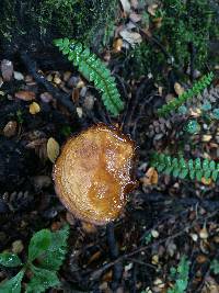 Amanita muscaria image