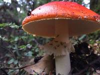 Amanita muscaria image