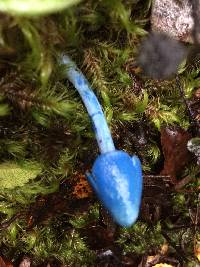 Entoloma hochstetteri image