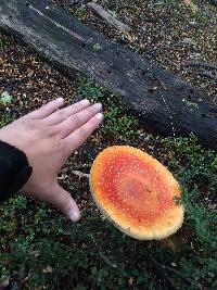 Amanita muscaria image