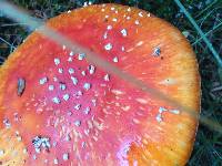 Amanita muscaria image