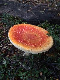 Amanita muscaria image