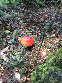 Amanita muscaria image