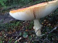 Amanita muscaria image