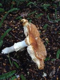 Amanita muscaria image