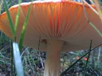 Amanita muscaria image