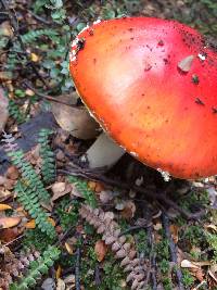 Amanita muscaria image