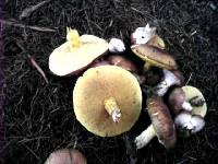 Suillus luteus image