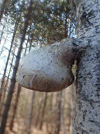 Fomitopsis betulina image