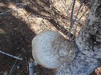 Piptoporus betulinus image