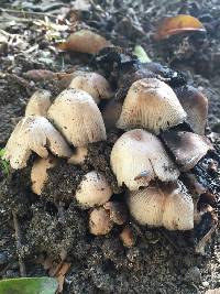 Coprinellus micaceus image