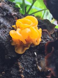 Tremella aurantia image