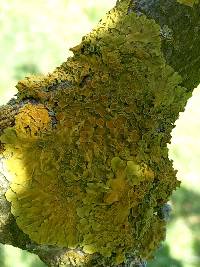 Xanthoria parietina var. parietina image