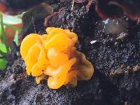 Tremella aurantia image