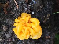 Tremella aurantia image