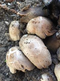 Coprinellus micaceus image