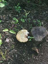 Polyporus squamosus image