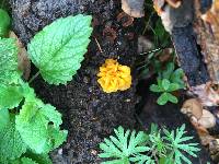 Tremella aurantia image