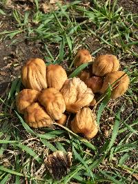 Coprinellus micaceus image