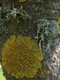 Xanthoria parietina var. parietina image