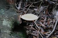 Agrocybe parasitica image