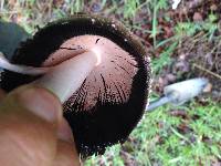 Coprinus comatus image