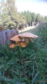 Gymnopilus junonius image