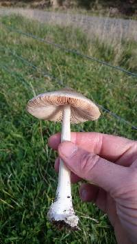 Volvariella gloiocephala image