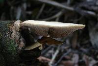 Agrocybe parasitica image