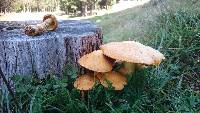 Gymnopilus junonius image