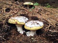 Amanita vernicoccora image