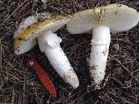 Amanita vernicoccora image