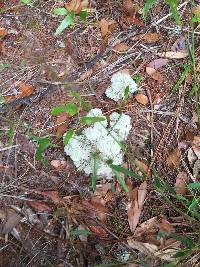 Cladonia evansii image