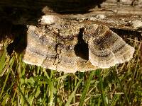 Trametes versicolor image