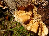 Trametes versicolor image