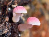 Mycena roseoflava image