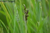 Image of Ustilago tritici