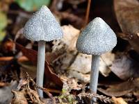 Entoloma canoconicum image