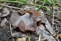 Auricularia auricula-judae image